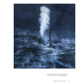 Wild Orcas: A Deep Dive into the World of Killer Whales