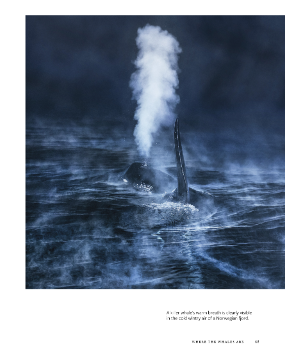 Wild Orcas: A Deep Dive into the World of Killer Whales
