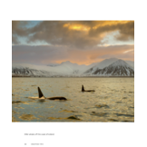 Wild Orcas: A Deep Dive into the World of Killer Whales