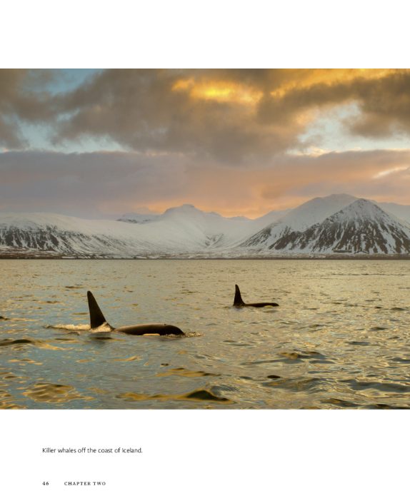 Wild Orcas: A Deep Dive into the World of Killer Whales