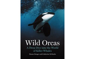 Wild Orcas