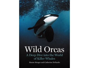 Wild Orcas