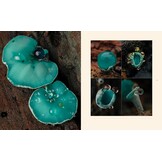 Tiny Nature - Discovering Nature's Hidden World Through the Lens of Macrophotography