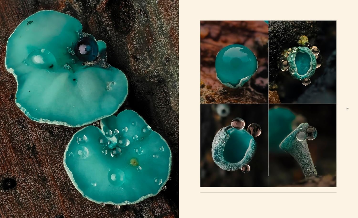 Tiny Nature - Discovering Nature's Hidden World Through the Lens of Macrophotography