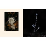 Tiny Nature - Discovering Nature's Hidden World Through the Lens of Macrophotography