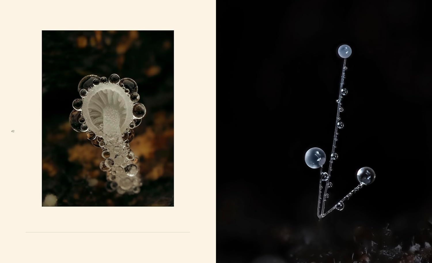 Tiny Nature - Discovering Nature's Hidden World Through the Lens of Macrophotography