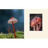Tiny Nature - Discovering Nature's Hidden World Through the Lens of Macrophotography
