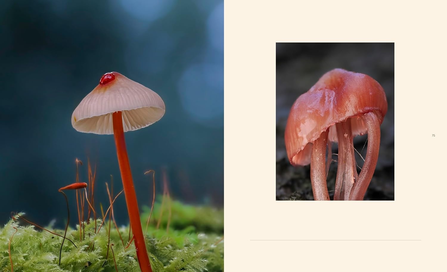Tiny Nature - Discovering Nature's Hidden World Through the Lens of Macrophotography