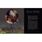 Tiny Nature - Discovering Nature's Hidden World Through the Lens of Macrophotography