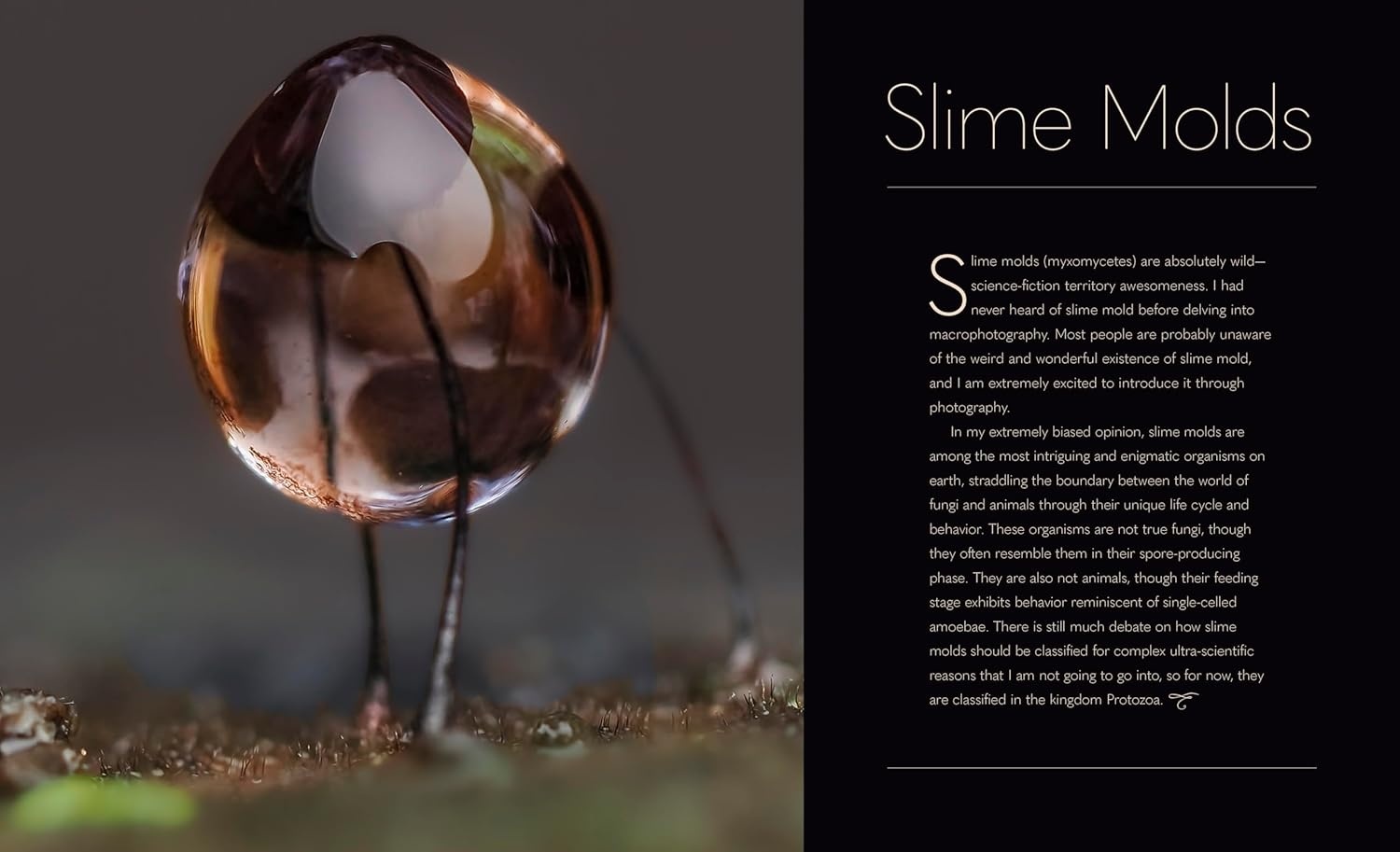 Tiny Nature - Discovering Nature's Hidden World Through the Lens of Macrophotography
