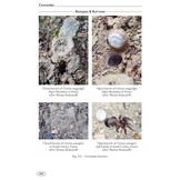 Tarantulas of the World - Volume 2: Other families