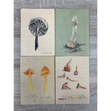 Ansichtkaarten Paddenstoelenstudies - Set van 4
