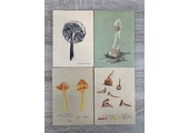 Ansichtkaarten Paddenstoelenstudies - Set van 4