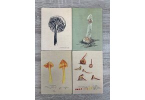 Postkarten Pilzstudien – 4er-Set