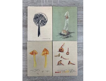 Ansichtkaarten Paddenstoelenstudies - Set van 4