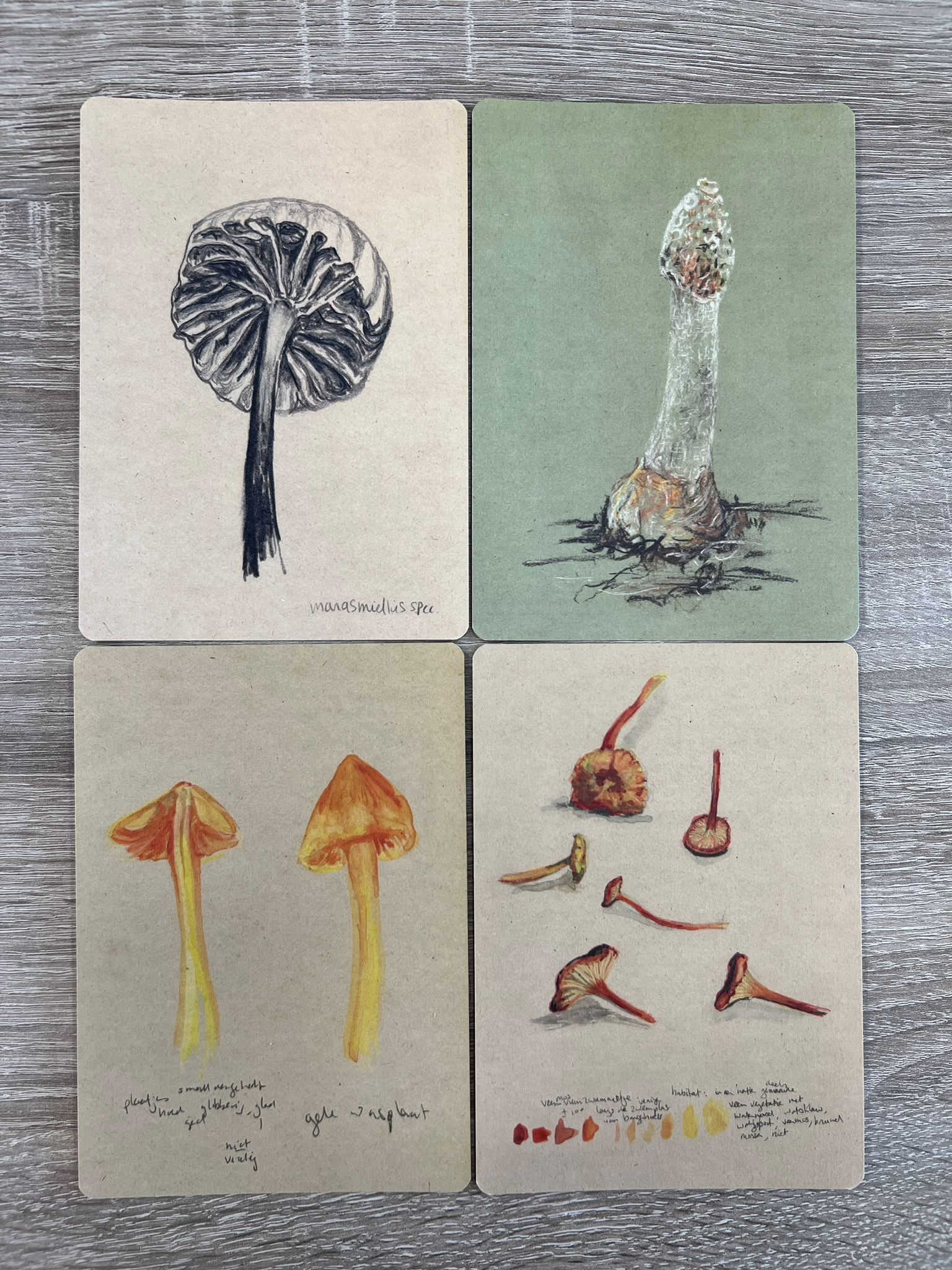 Ansichtkaarten Paddenstoelenstudies - Set van 4
