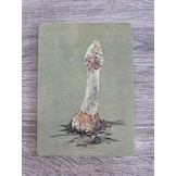 Ansichtkaarten Paddenstoelenstudies - Set van 4