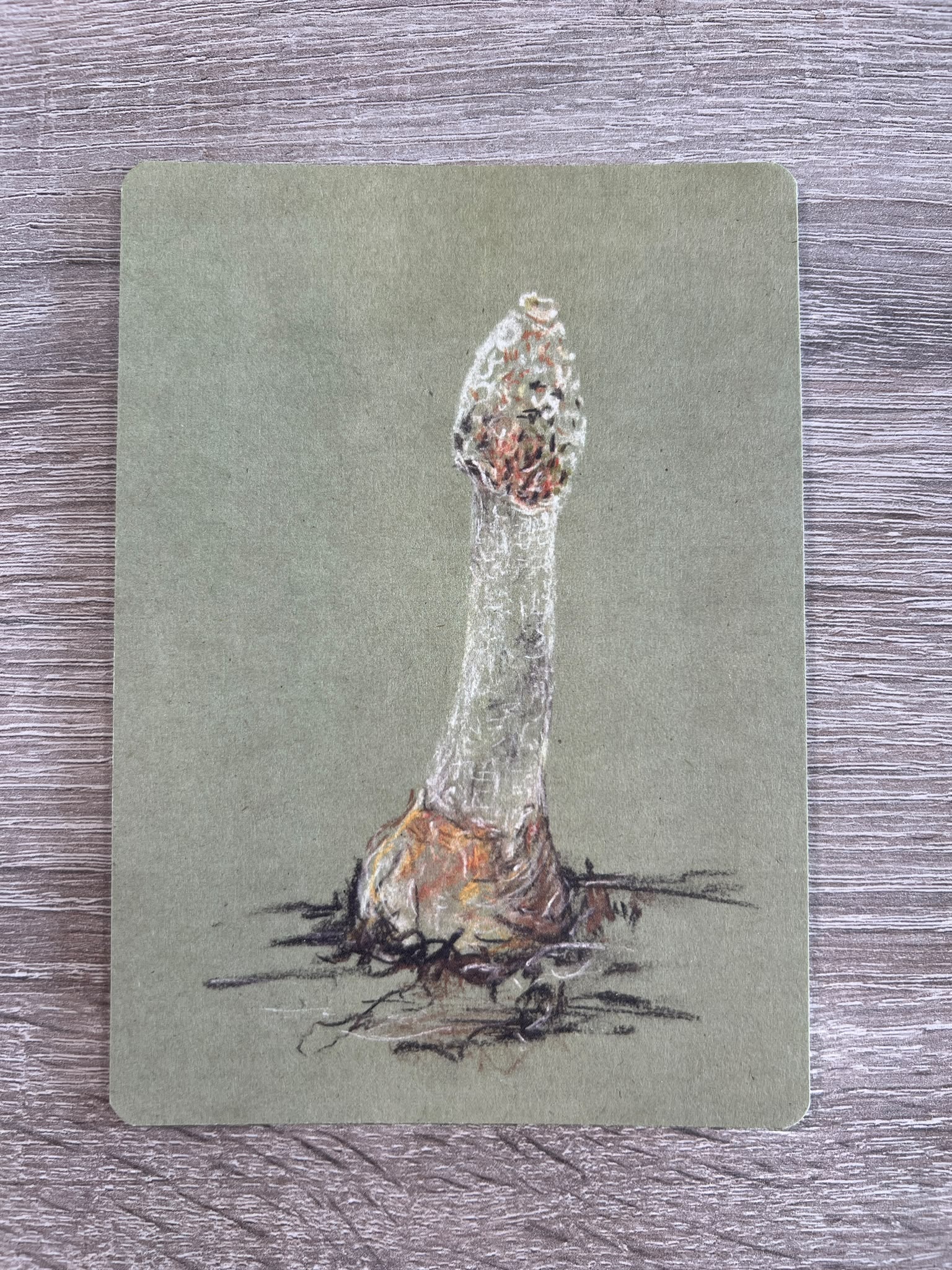 Postkarten Pilzstudien – 4er-Set