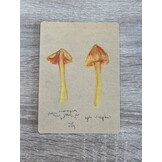 Postcards Mushroom Studies- Set of 4