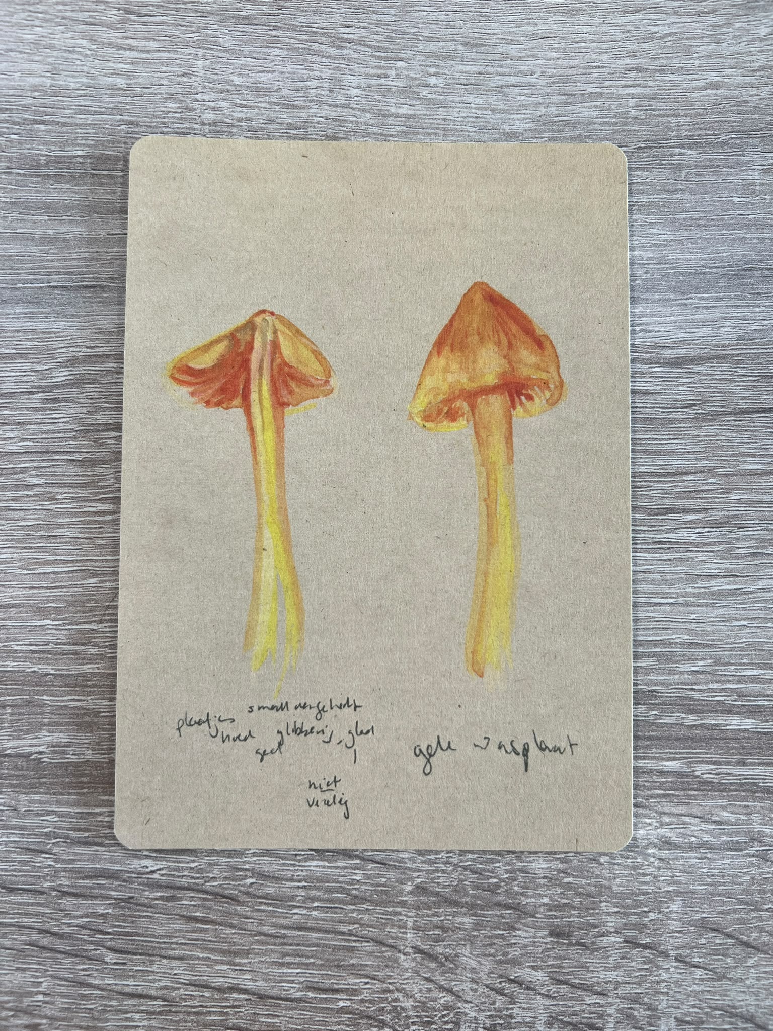 Postcards Mushroom Studies- Set of 4
