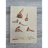 Ansichtkaarten Paddenstoelen - Set van 10