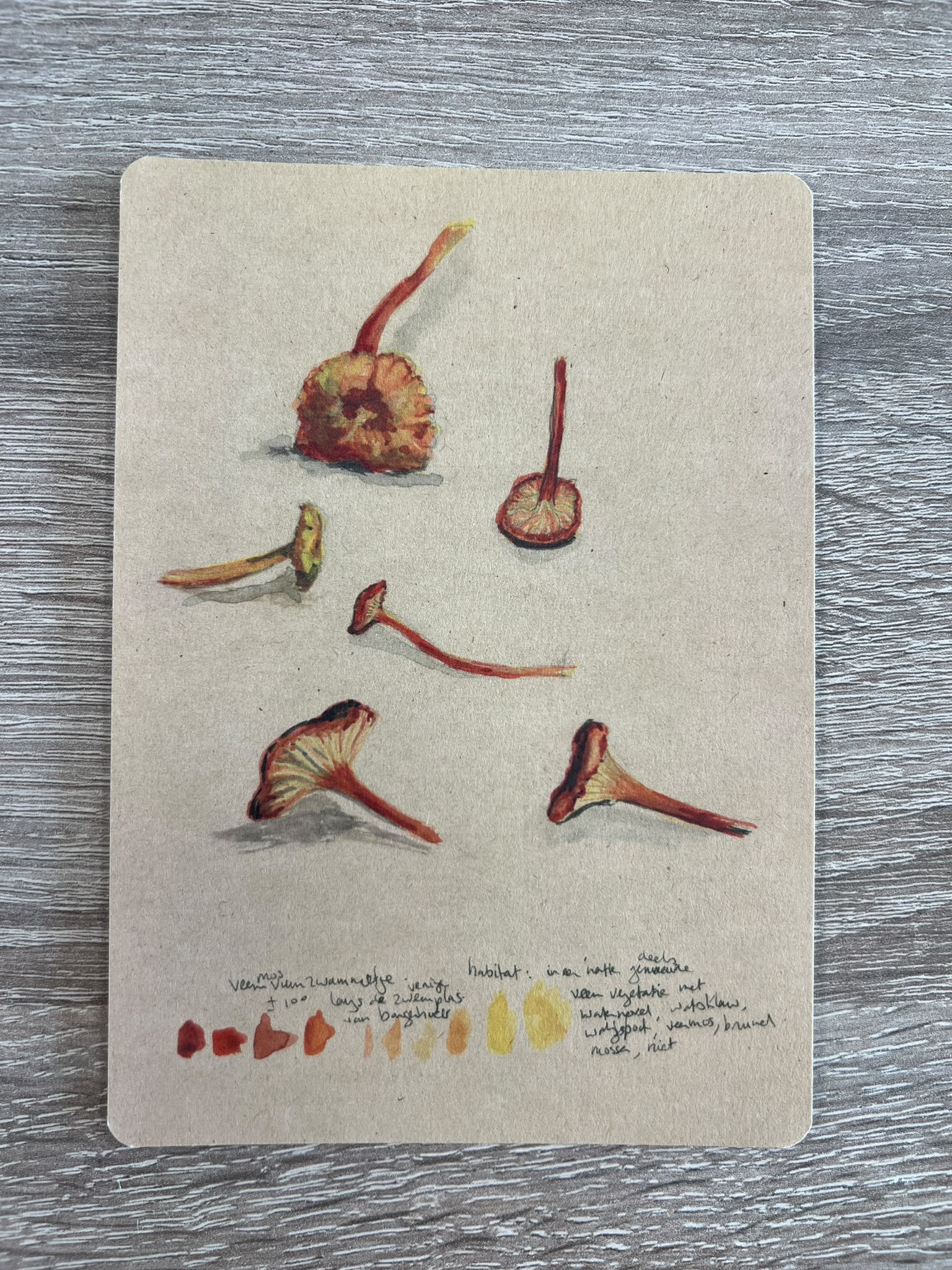 Ansichtkaarten Paddenstoelen - Set van 10