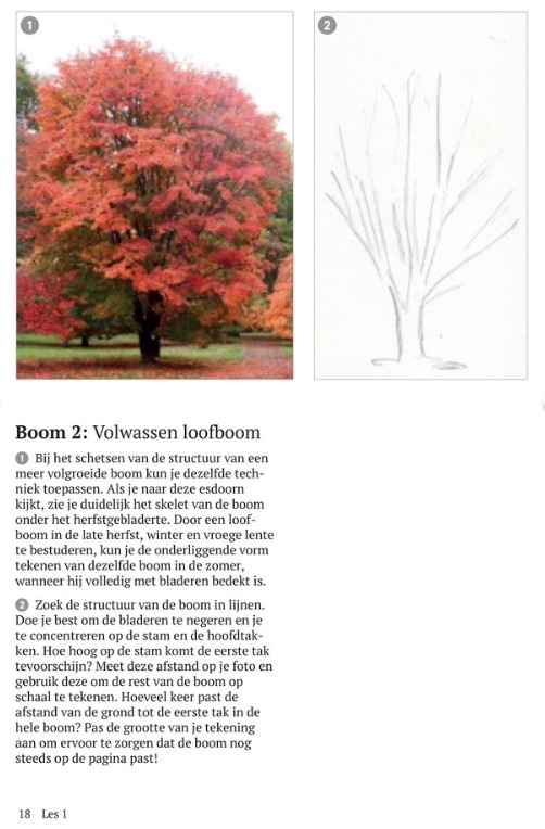 Zo teken je een boom - Van bes tot bos