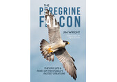 The Peregrine Falcon