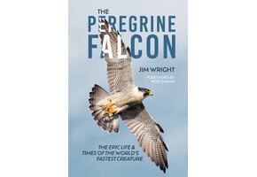 The Peregrine Falcon