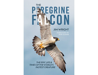 The Peregrine Falcon