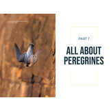 The Peregrine Falcon - The Epic Life and Times of the World’s Fastest Creature