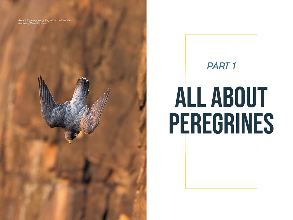 The Peregrine Falcon - The Epic Life and Times of the World’s Fastest Creature