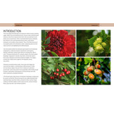 Trees of the World - A Celebration of the Beauty and Diversity of Species Across Continents