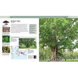 Trees of the World - A Celebration of the Beauty and Diversity of Species Across Continents