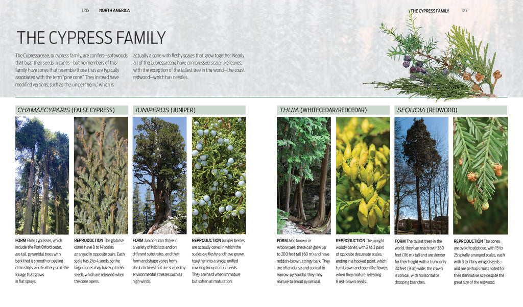 Trees of the World - A Celebration of the Beauty and Diversity of Species Across Continents