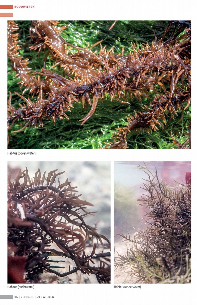 Veldgids Zeewieren