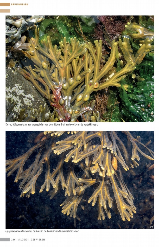 Veldgids Zeewieren