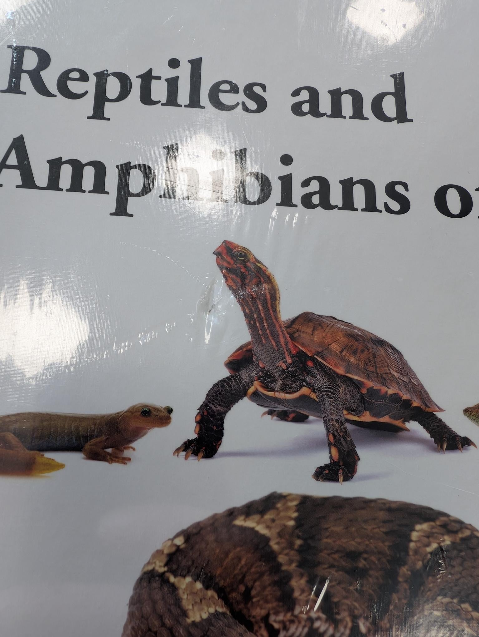 Beschädigte Kopie – Reptiles and Amphibians of Japan