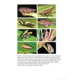 Spittlebugs - Biology, Ecology, and Economic Impact