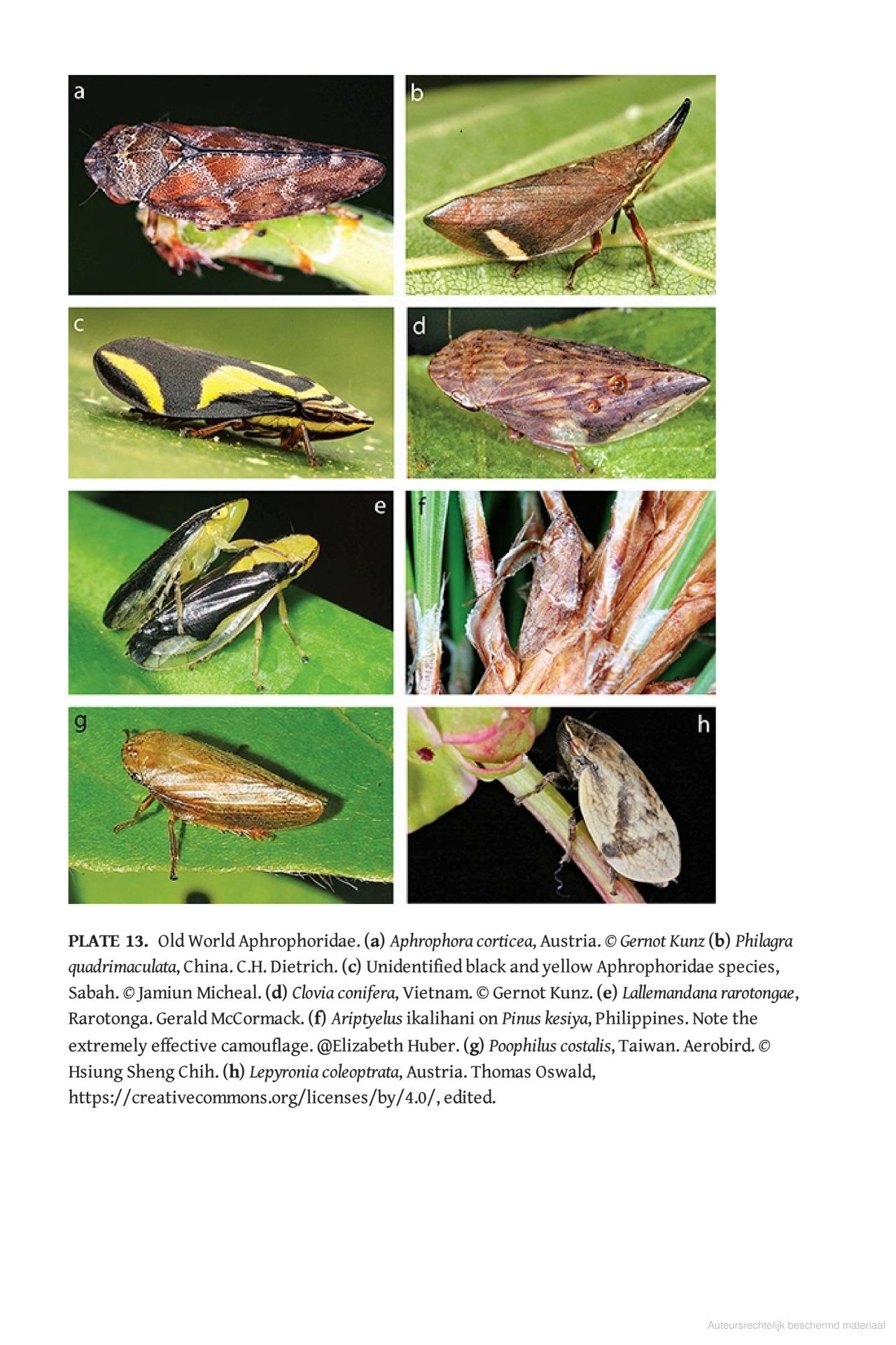 Spittlebugs - Biology, Ecology, and Economic Impact