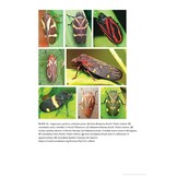 Spittlebugs - Biology, Ecology, and Economic Impact