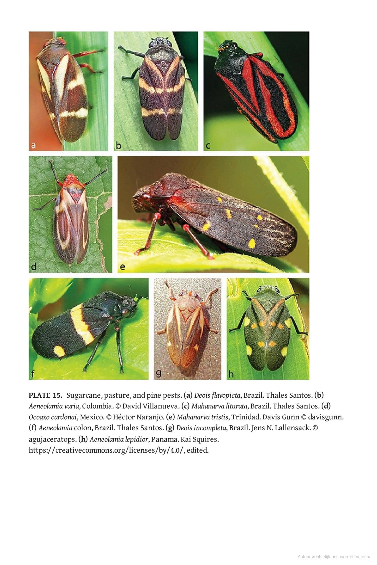 Spittlebugs - Biology, Ecology, and Economic Impact