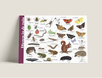 Identification Card Animals in the Garden