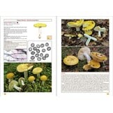 The Genus Russula in Great Britain - With Keys to Species