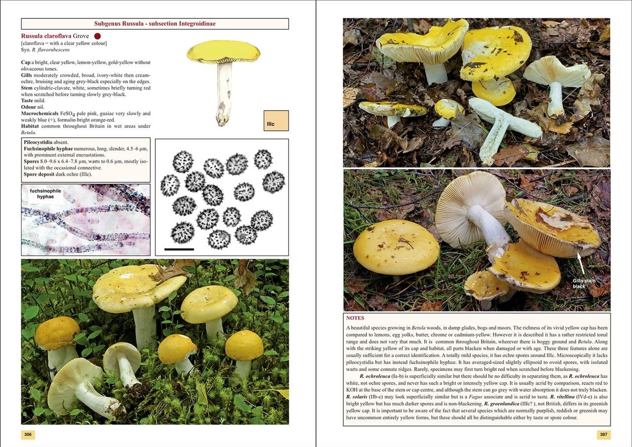 The Genus Russula in Great Britain - With Keys to Species