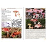 The Genus Russula in Great Britain - With Keys to Species