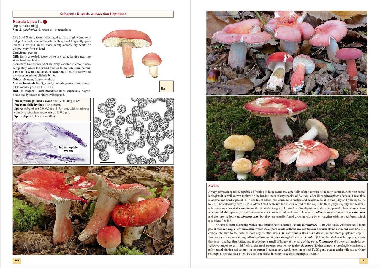 The Genus Russula in Great Britain - With Keys to Species