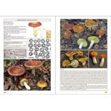 The Genus Russula in Great Britain - With Keys to Species