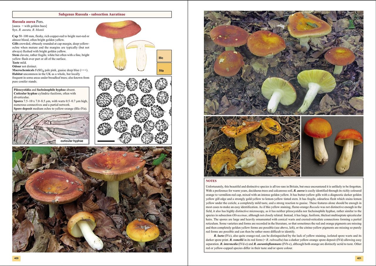 The Genus Russula in Great Britain - With Keys to Species