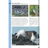 Birds of Finland